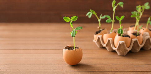 Seedling for gardening in egg shell with soil on wooden background with space for text