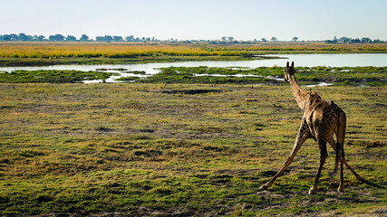 African giraffe bending down drinking water with birds on back admiring the view of the Okavango...
