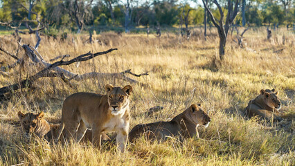 Pride of African lions relaxing in the grass after hunting in Botswana Africa seen on luxury safari...