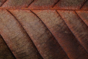 close up dry brown leaf texture ( teak leaf )