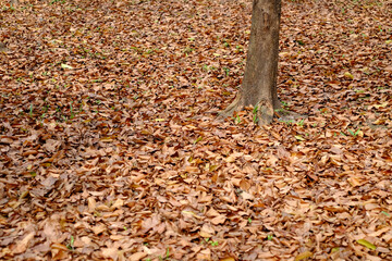 field of dry brown leaf falling on the ground in the park at autumn season