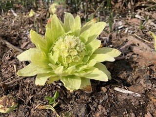 ひとつのふきのとう