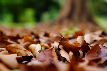 close up pile of dry brown leaf falling cover on the ground in the park