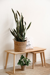 Table with beautiful houseplants and chair near white wall