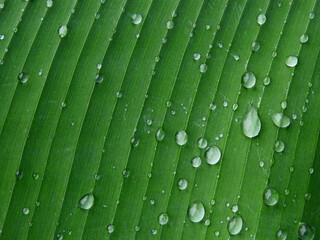 close up water drop on green banana leaf texture