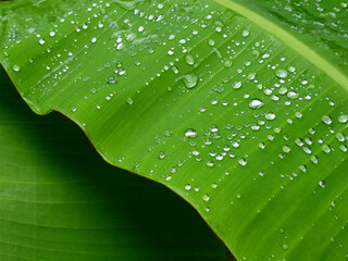 green banana leaf with water drops after rain - Powered by Adobe