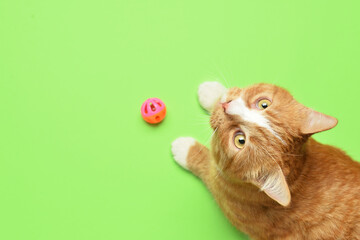 Cute cat with toy on green background