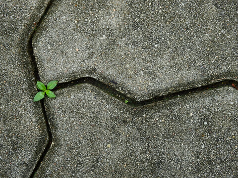 small green tree grow on the groove of the stone block walkway texture