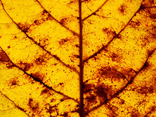 close up autumn yellow leaf texture, Sea almond leaf ( Terminalia catappa L. )