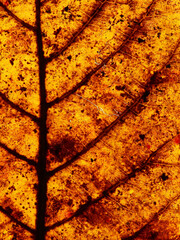close up autumn leaf texture, Sea almond leaf ( Terminalia catappa L. )