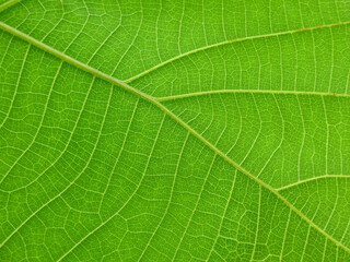 close up green teak leaf texture