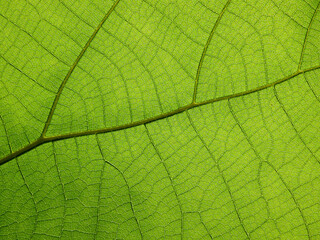 Naklejka na ściany i meble macro shot of green teak leaf texture