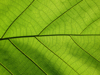 Plakat close up green teak leaf texture