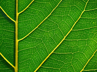 texture of green leaf with lines of vein