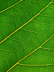 Obraz premium green leaf texture with lines of vein, natural background