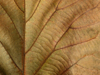 dry brown leaf texture ( teak leaf )