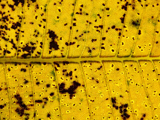 close up yellow autumn leaf of Plumeria tree