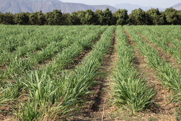 Fototapeta premium cane reed field in an open field