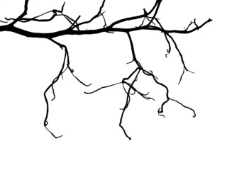 dry branch silhouette isolated on white background