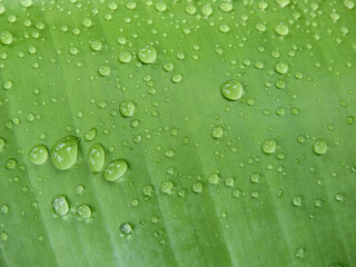 water drops on green banana leaf texture after rain