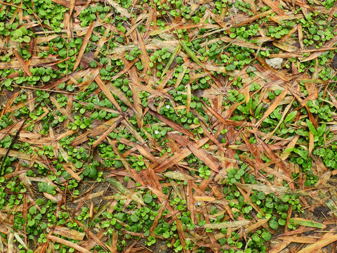 Dry Bamboo Leaf On The Wet Ground With Green Plant After Rain