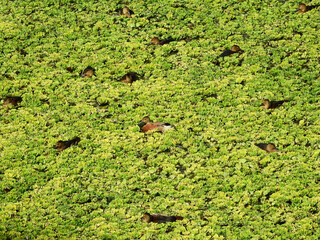 lesser whistling duck ( Dendrocygna javanica ) on Pistia stratiotes in the pond