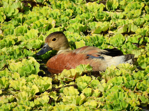 lesser whistling duck ( Dendrocygna javanica ) on Pistia stratiotes in the pond