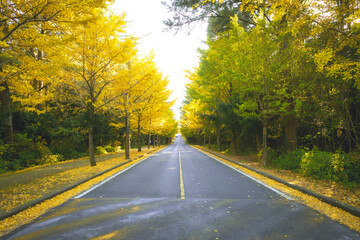 Obraz premium 단풍 길