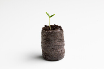 Closeup of a bok choy seedling growing out of a peat pellet isolated on a white background. Peat...
