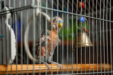 Foto op Plexiglas Budgerigar got sick. Pet budgie without feathers in cage at home. Little parrot with health problem. © alexeytsurkan