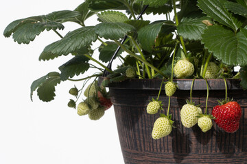 Closeup of potted strawberry plants in the sun, isolated against a white background. Ripe and unripe strawberries.