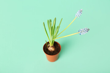 Pot with blooming grape hyacinth plant (Muscari) on turquoise background