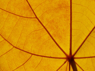 close up yellow leaf texture