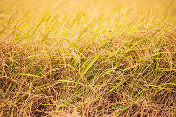 Yellow ears of rice ready for harvest in Asia, Thailand.