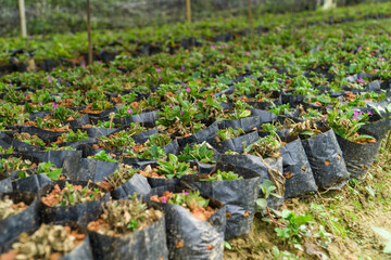 Cultivation pots in flower beds