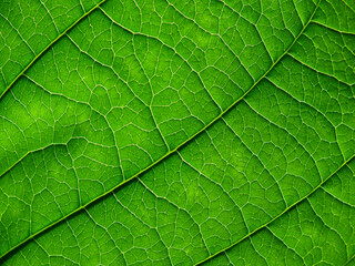 macro of vein green leaf texture