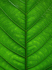 close up view shot of green leaf texture