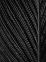 Obraz premium Natural dark black leaf texture closeup background