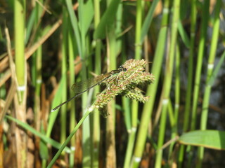 Naklejka premium A rare damselfly resting on the grass by the pond