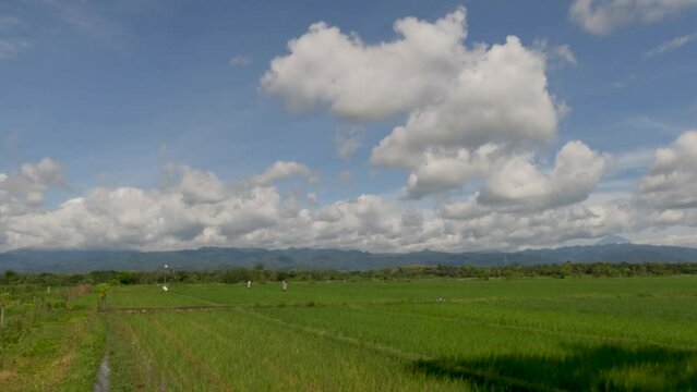The expanse of rice plants in unfruitful fields, green leaves, mud, water and bright sun