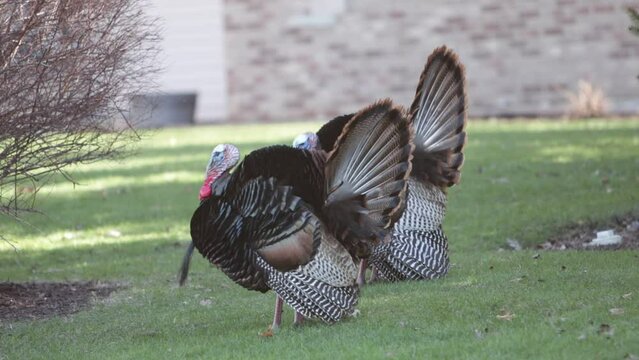 Multiple Wild Turkeys Walking Around On The Grass Of A Lawn In Front Of A House.