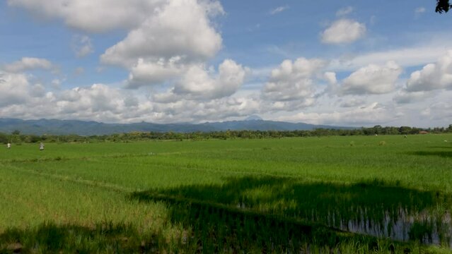 The expanse of rice plants in unfruitful fields, green leaves, mud, water and bright sun