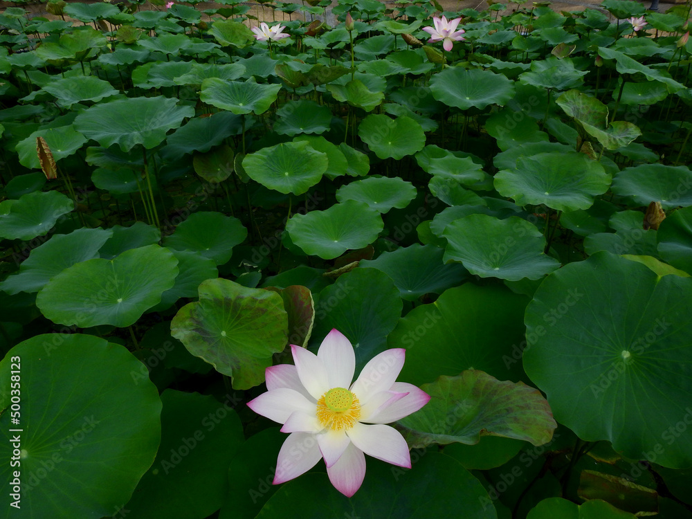 Poster pink sacred lotus ( Nelumbo nucifera ) flower blooming in the pond at the park