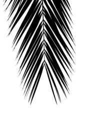 Obraz premium silhouett leaf of Silver date palm tree ( Phoenix sylvestris (L.) Roxb. ) isolated on white background