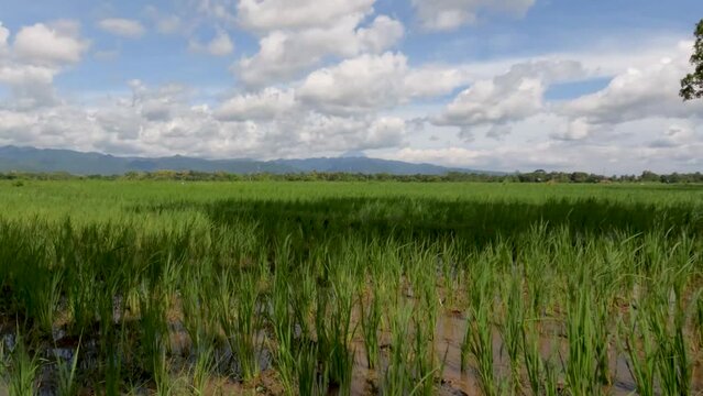 The expanse of rice plants in unfruitful fields, green leaves, mud, water and bright sun