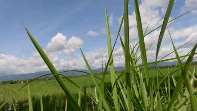 The expanse of rice plants in unfruitful fields, green leaves, mud, water and bright sun