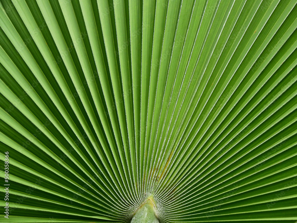 Poster close up green palm leaf texture