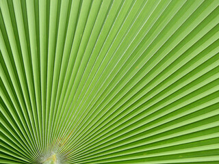 close up green palm leaf texture