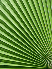 close up green palm leaf texture