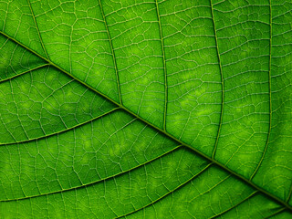 Fototapeta na wymiar green leaf texture, macro shot of natural background